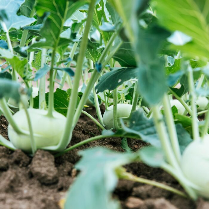 Close-up of organic kohlrabi plants growing in a garden. Vibrant and healthy.