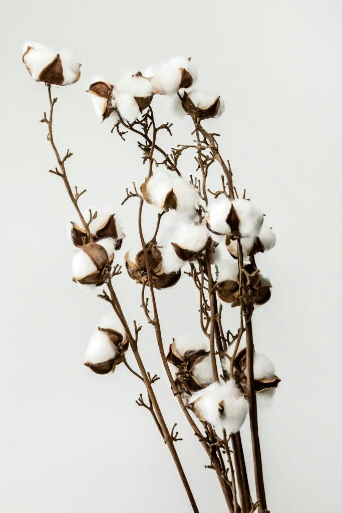 Elegant still life of cotton plant stems with a minimal white background. Perfect for decor or nature themes.