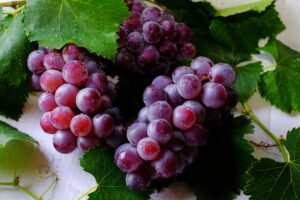 Close-up of fresh purple grapes with water droplets on green grape leaves, showcasing their delicious and juicy appeal.